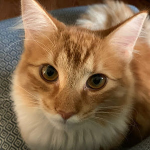 Meet your Posher, Anders
